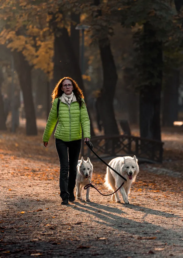 Walking the dog through an autumn park